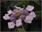 HydrangeaasperaMauvetteflowercloseup1