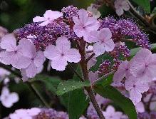 HydrangeaasperasspVillosa
