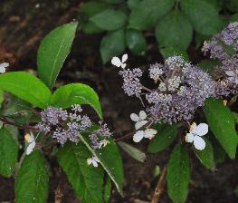 HydrangeaasperaTheDitchyoungshrub