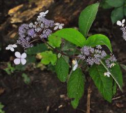 HydrangeaasperaTheDitchyoungshrub