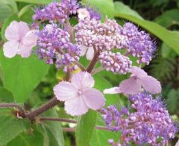 HydrangeaasperaTheDitch