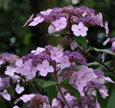 Hydrangea aspera 'Spinners'