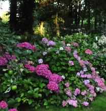 Hydrangeaborderslangspadavondsfeer