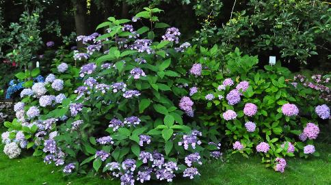 HydrangeacombinatieOtaksaAnthonyBullivantenNigra