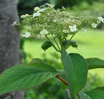 HydrangeaheteromallaNepalBeautyvnn