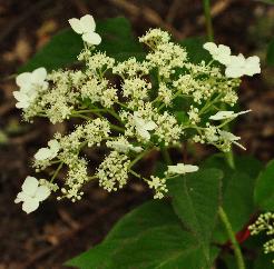 HydrangeaheteromallaSnowcapmei