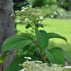 HydrangeaheteromallaNepalBeautyvnn