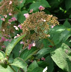 HydrangeaheteromallaGidieVN