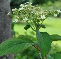 HydrangeaheteromallaNepalBeautyvnn