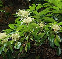 Hydrangeaintegrifolia