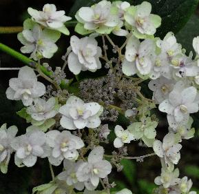 HydrangeainvolucrataYarakuTamaSugimotovn