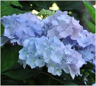 HydrangeamacrAlaskainschaduw