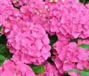 HydrangeamacrAlpengluhen2