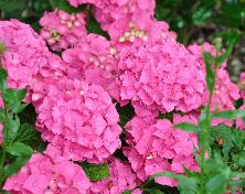 HydrangeamacrAlpengluhen2