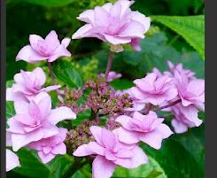 Hydrangea_macrophylla_'Etoile Violette'