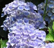 HydrangeamacrophyllaXiannice