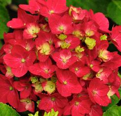 Hydrangea macrophylla 'Ankong' juni