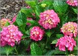 Hydrangea_macrophylla_'Soeur_Therese'_dichte_closeup_juli_2012_onaangetast_door_regen