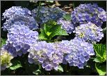 Hydrangea_macrophylla_'Alpenglühen'_habitus_2-loc_Hydrangeum.jpg