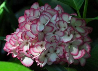 Hydrangea macrophylla 'Mirai' closeup bloem foto Juli
