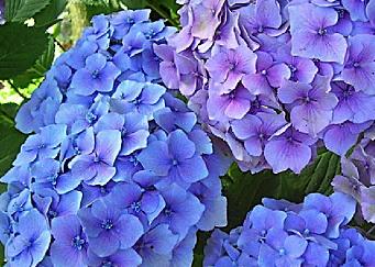 Hydrangea macrophylla 'Mirai' closeup bloem verynice