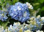 HydrangeamacrophyllaGeneralvicomtessedeVibrayVNN2