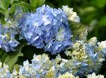 Hydrangea macrophylla 'Mirai' closeup bloem foto Juli