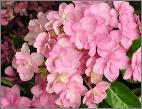 Hydrangea_ macrophylla _'Mathilda Gütges'