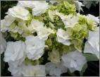 HydrangeamacrophyllaDancingSnow