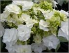 HydrangeamacrophyllaGeneralvicomtessedeVibrayVNN2