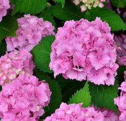 HydrangeamacrophyllaGeneralvicomtessedeVibrayVNN2