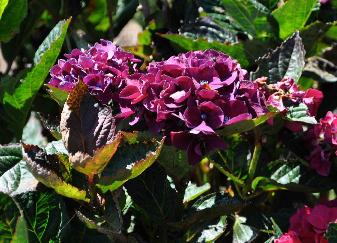 Hydrangea macrophylla 'Merveille Sanguine' closeup floraison