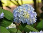 Hydrangea macrophylla 'Merveille Sanguine' closeup floraison