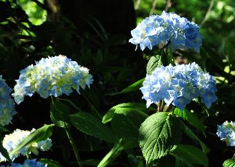 Hydrangea macrophylla 'Semperflorens' inflorescence bleu clair