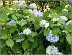 Hydrangea macrophylla 'Semperflorens' inflorescence bleu clair