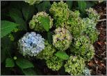 HydrangeamacrophyllaSemperflorensblauw