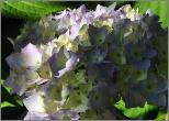 HydrangeamacrophyllaSemperflorensvioletkleurigebloemenLeen