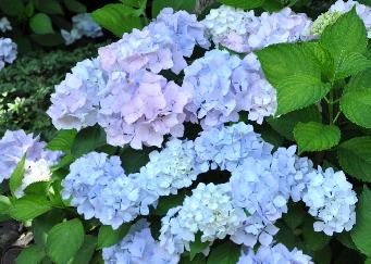 Hydrangea macrophylla 'Alaska' in schaduwborder kwekerij J. Sterken 