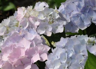 Hydrangea macrophylla 'Alaska' - closeup bloemen in juli