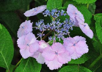 Hydrangea macrophylla 'KLAVEREN' closeup inflorescence en juillet