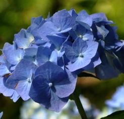 Hydrangea macrophylla 'Blauer Prinz' nabloei september