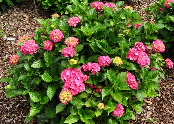 Hydrangea macrophylla 'Alaska' - closeup bloemen in juli