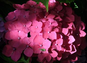 HydrangeamacrophyllaAlpengluhenbeginseptembernice