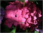 HydrangeamacrophyllaAlpengluhenbeginseptembernice
