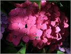 HydrangeamacrophyllaAlpengluhenhabituslocHydrangeum