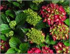 HydrangeamacrophyllaRoyalReddieprodebloemen