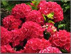 HydrangeamacrophyllaDalianframbozeroodvn