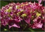 HydrangeamacrophyllaLeuchtfeuer