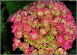 HYDRANGEAMACROPHYLLAREDBARON