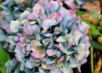 HydrangeamacrophyllaUrsulaBouquetsecokt